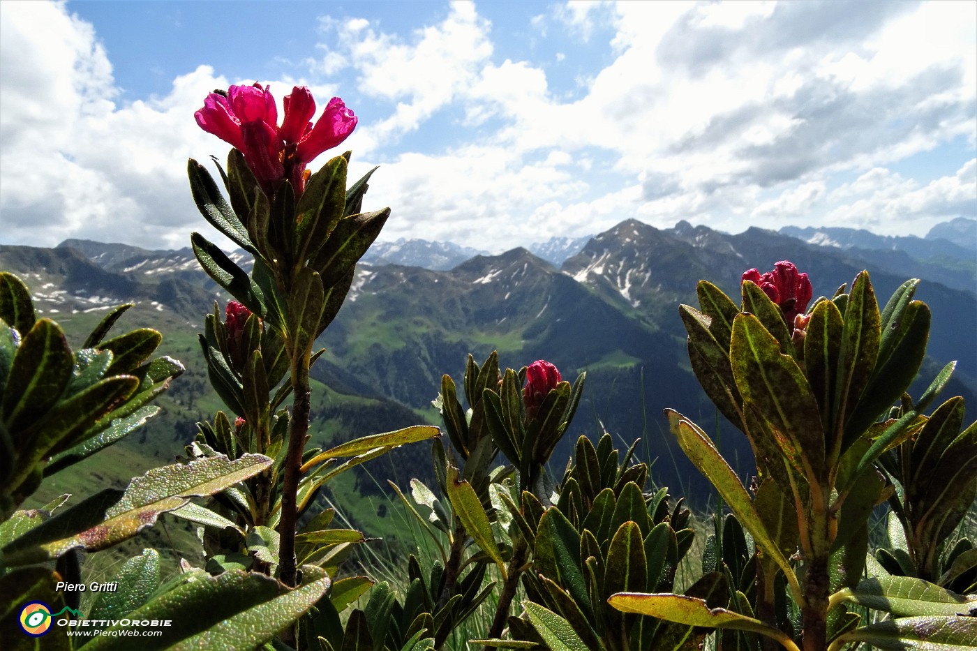 48 Cominciano a fiorire i rododendri.JPG